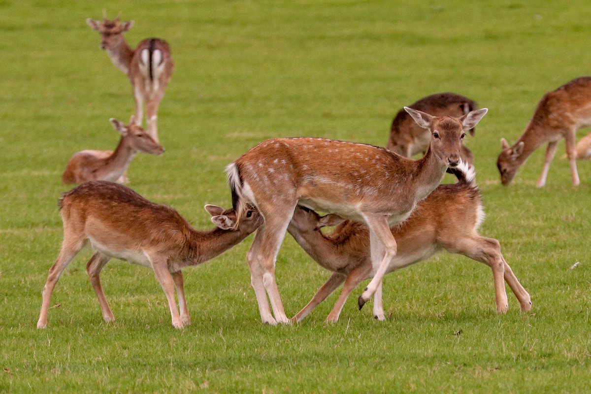 Had a great day yesterday <a href="/HolkhamEstate/">Holkham</a> on the deer photography course, thank you to #AndyLangley #deer #doe #fallow #fallowdeer