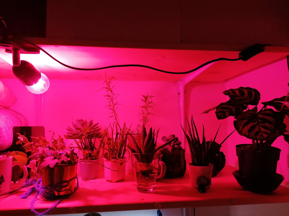 Redid their habitat.. Yesss prosper my little friends.. #whenyoulivethroghyourplants #green