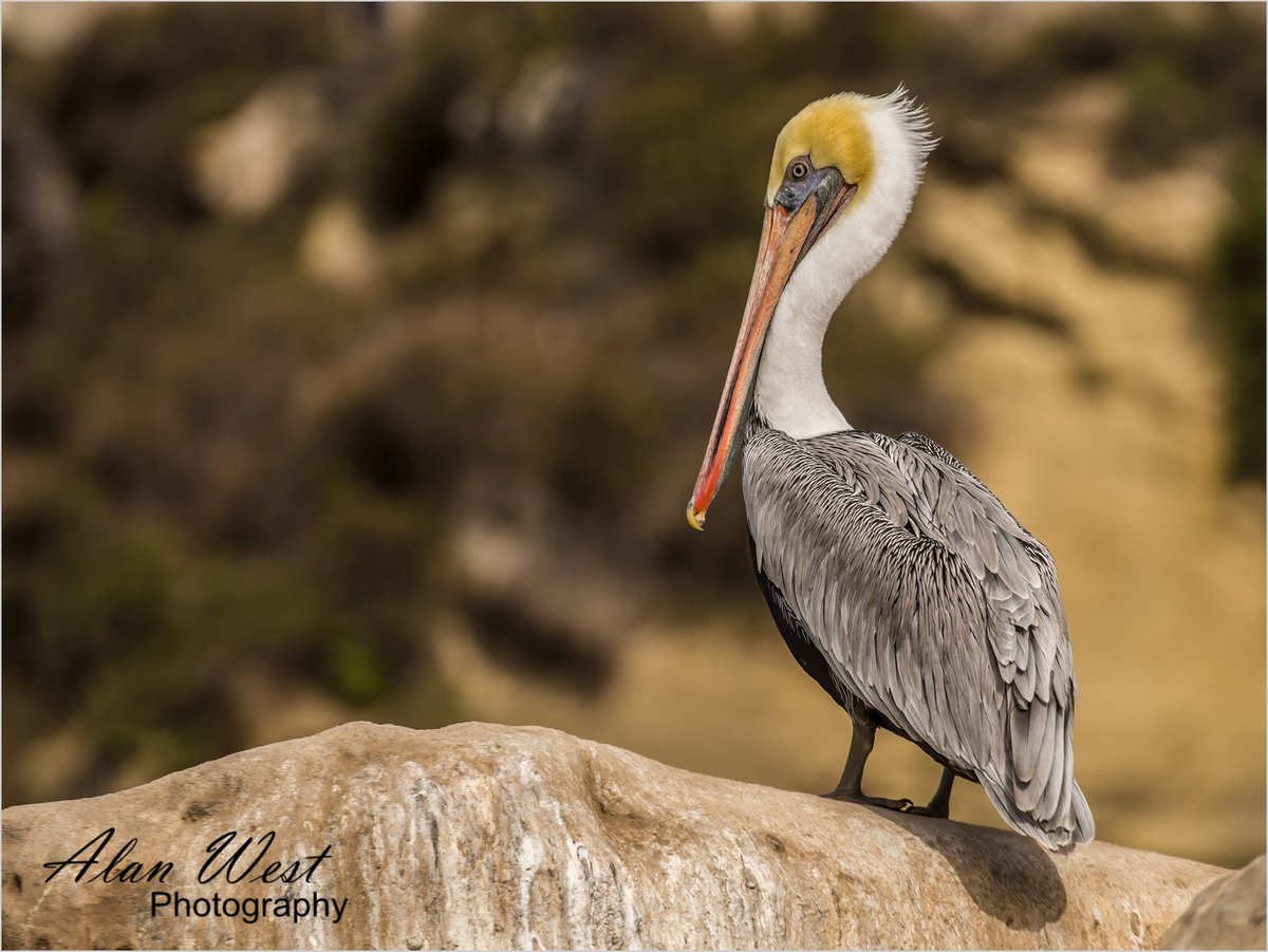 AlanStevenWest's tweet photo. A California Brown Pelican. Taken on the coast at La Jolla, California, Can't wait to go back to California but who knows when taht will be possible?

© Alan West Photography

#photography #wildlifephotography #wildlife #birdphotography #pelican #california #californiawildlife https://t.co/eGtxMBpALi