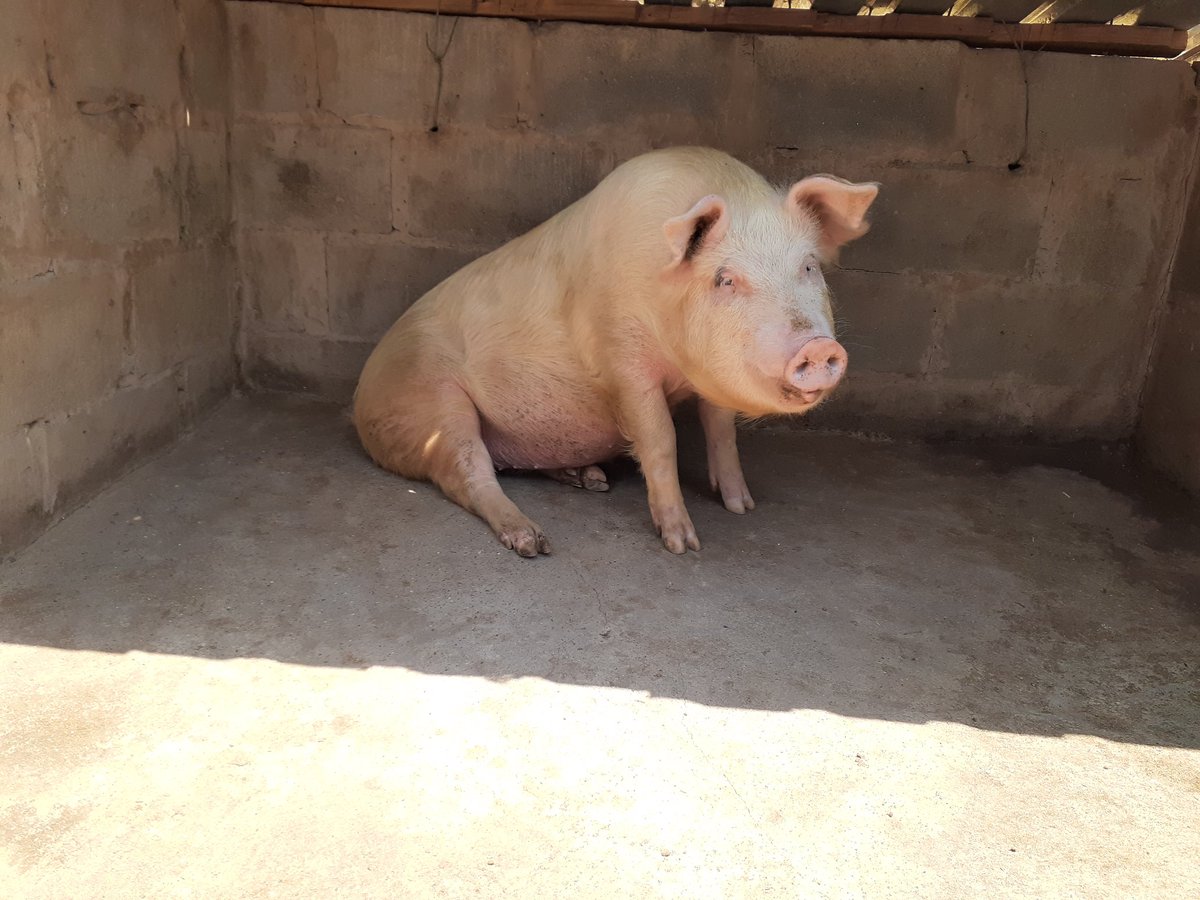 BlackCabalist's tweet photo. Motho enoa ontsa rekisa likolobe le hajoale .Hlotse Mona🐃 ...🐷🐖🐖 https://t.co/9AuW4EZLPL