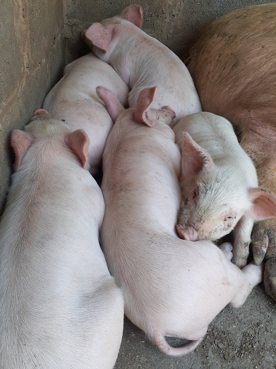 BlackCabalist's tweet photo. Motho enoa ontsa rekisa likolobe le hajoale .Hlotse Mona🐃 ...🐷🐖🐖 https://t.co/9AuW4EZLPL