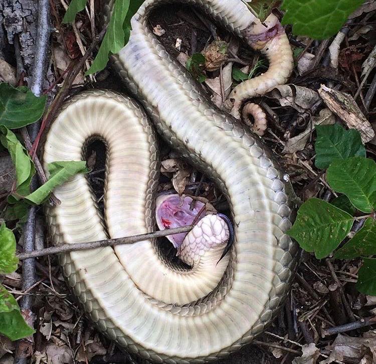 More Western Hognose playing dead photos