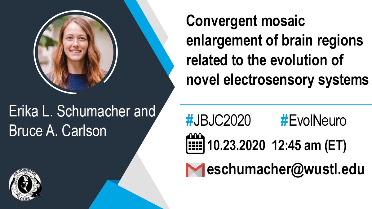 JBJohnstonClub's tweet photo. #Mosaic brain evolution might be related to the emergence of #behavioral novelty.

This interesting talk will show that evolving a novel #electrosensory system is repeatedly associated with changes in the sizes of individual brain regions independent of total size. 

🔜#JBJC2020 https://t.co/wCZtjaf4HB