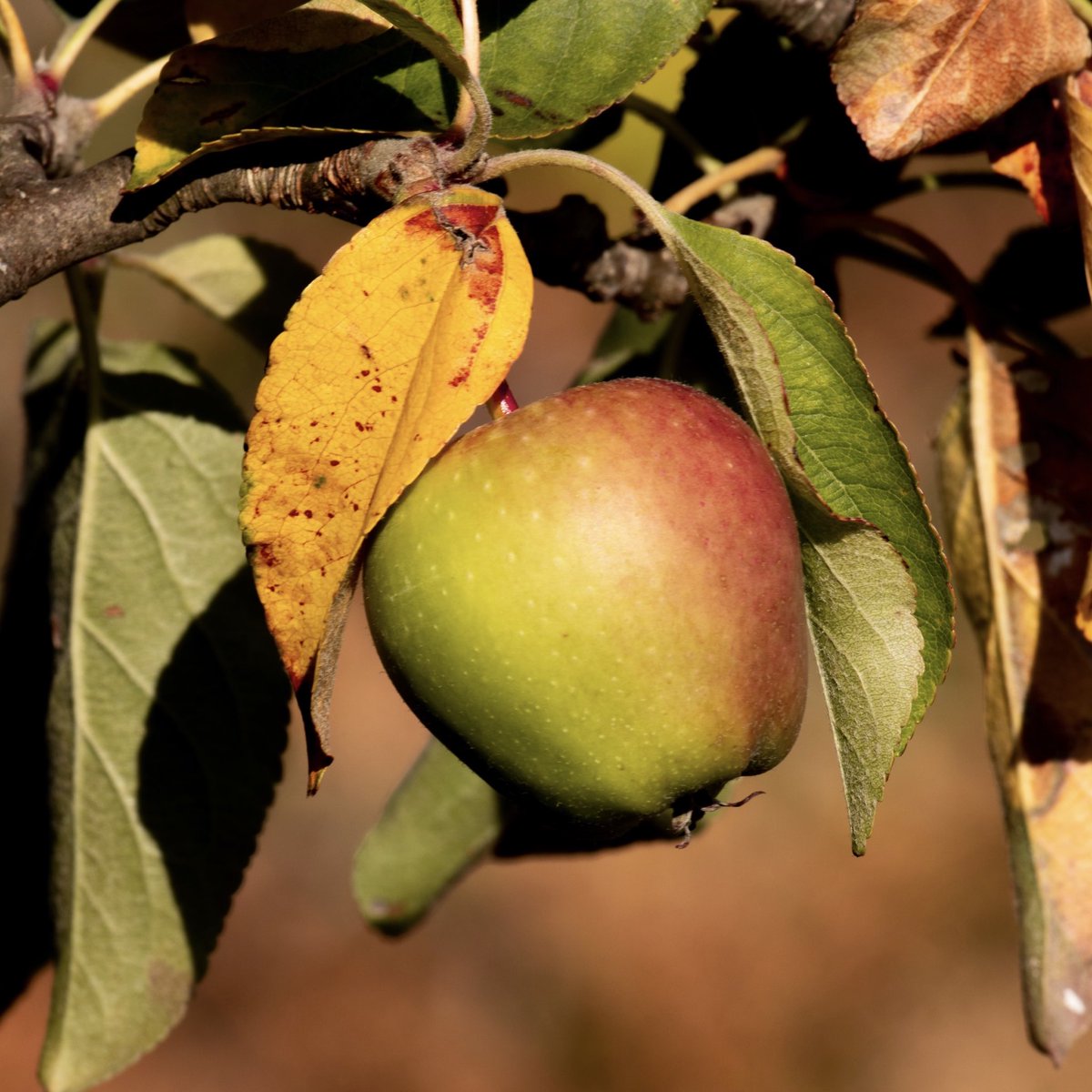 It’s #AppleDay! A challenge: find yourself a local grown apple! (Or local-ish). Once you’ve got your apple, give yourself a #mindful moment &amp; take time over eating it. Really notice the crunch, the unique texture, the flavour. instagram.com/p/CGmpwhghLGP/…