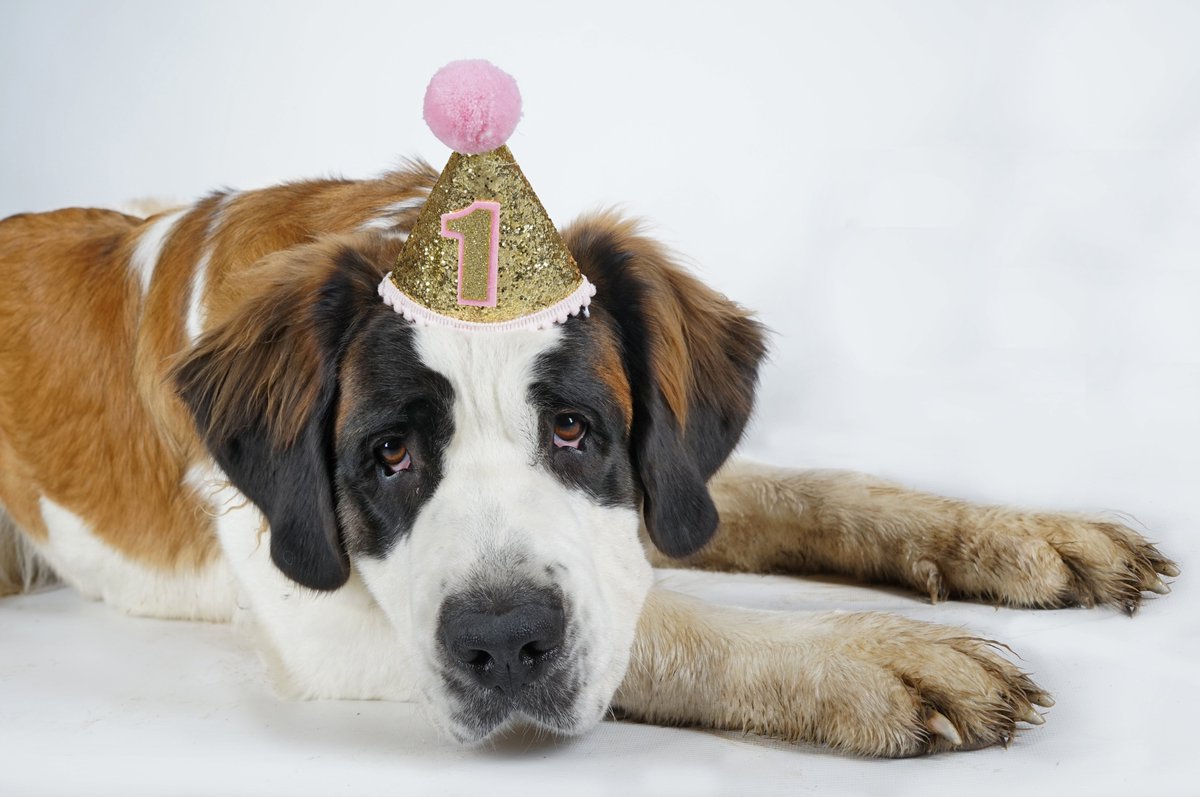 HelenWaind's tweet photo. Happy Birthday Shelby!!  1 today!  #stbernard #saintbernard #birthdaygirl #giantdog #saintbernards https://t.co/j3QgeKLYZT