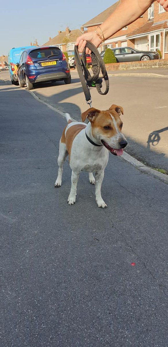 NWDogRescue's tweet image. Please RT Rocco's details and help him find a furever home
findingfureverhomes.org.uk/dogs/rocco/