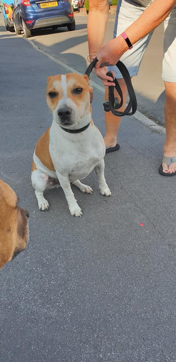 NWDogRescue's tweet image. Please RT Rocco's details and help him find a furever home
findingfureverhomes.org.uk/dogs/rocco/