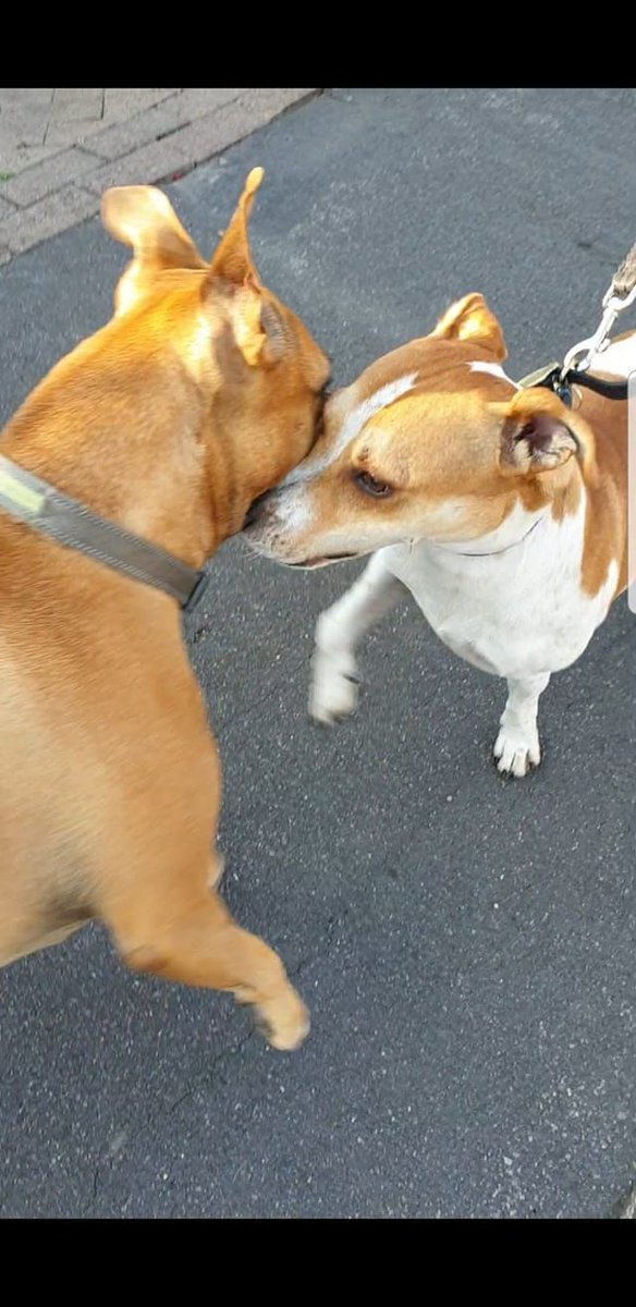 NWDogRescue's tweet image. Please RT Rocco's details and help him find a furever home
findingfureverhomes.org.uk/dogs/rocco/