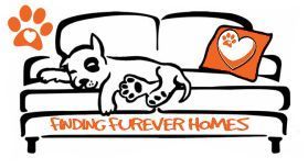 NWDogRescue's tweet image. Please RT Rocco's details and help him find a furever home
findingfureverhomes.org.uk/dogs/rocco/
