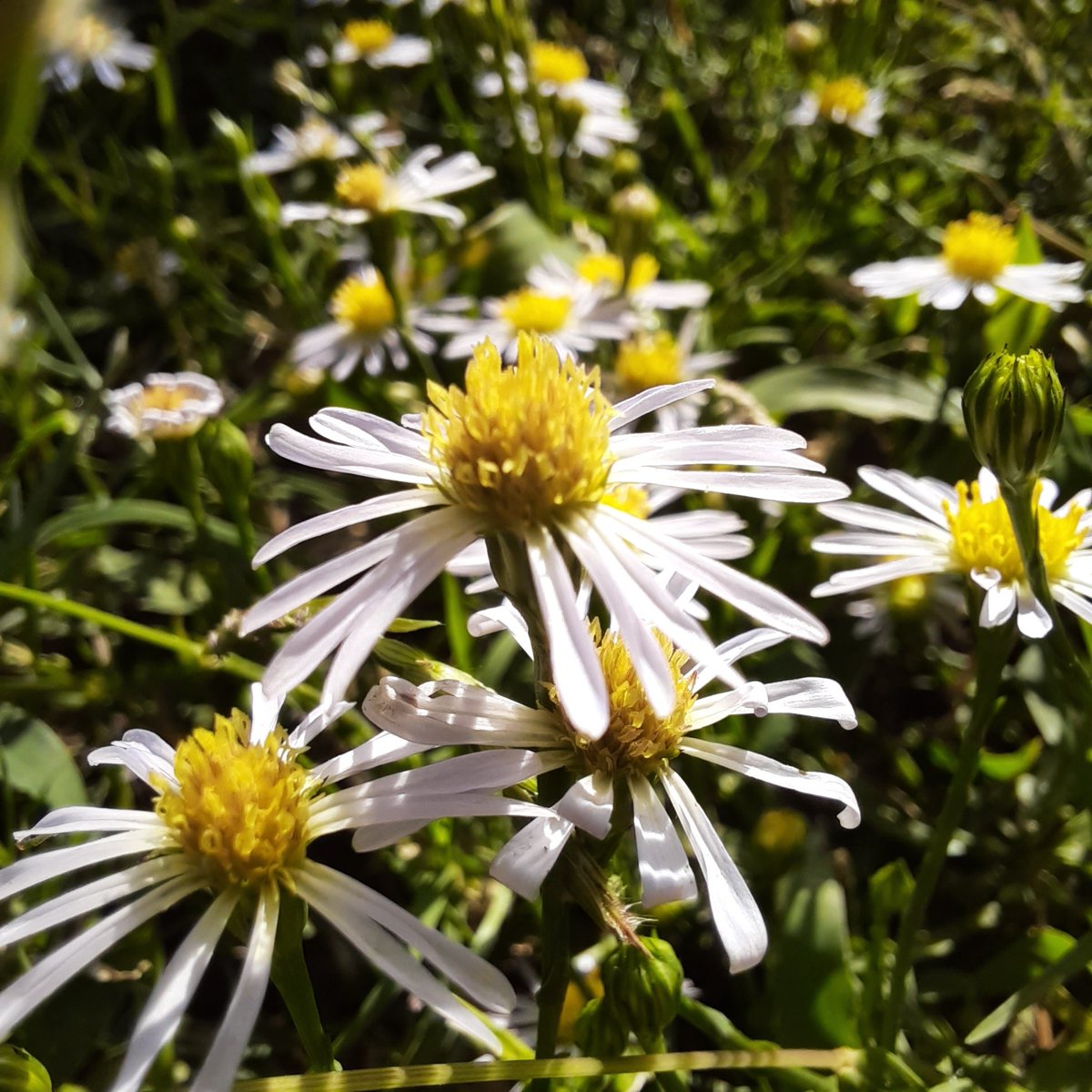 InfusionTheory's tweet photo. Look volunteers! 😍🌻🌈

#gardening #plants #flowers https://t.co/HoB6UmvZe2