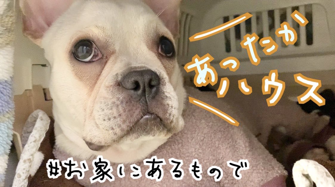 フレブル ゆき (@yuki417buru) / Posts / X