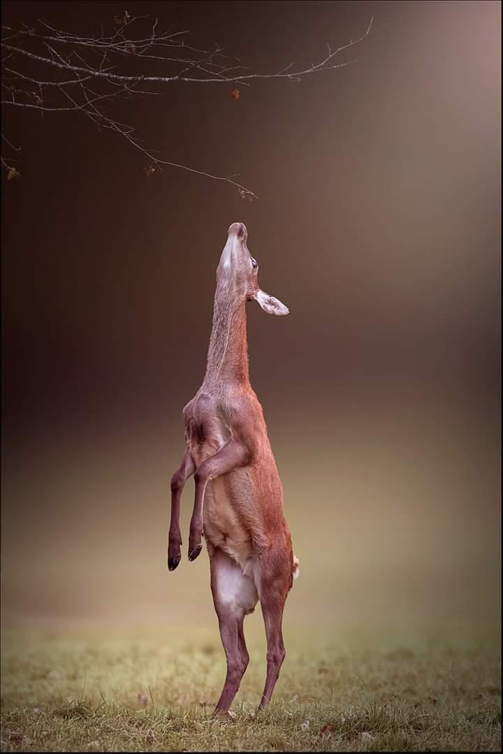 The best things in life take the greatest effort. #photography #NaturePhotography #naturelover #beautifulworld #AnimalKingdom #wildlifephotography #p https://t.co/oXC7Axlyyi