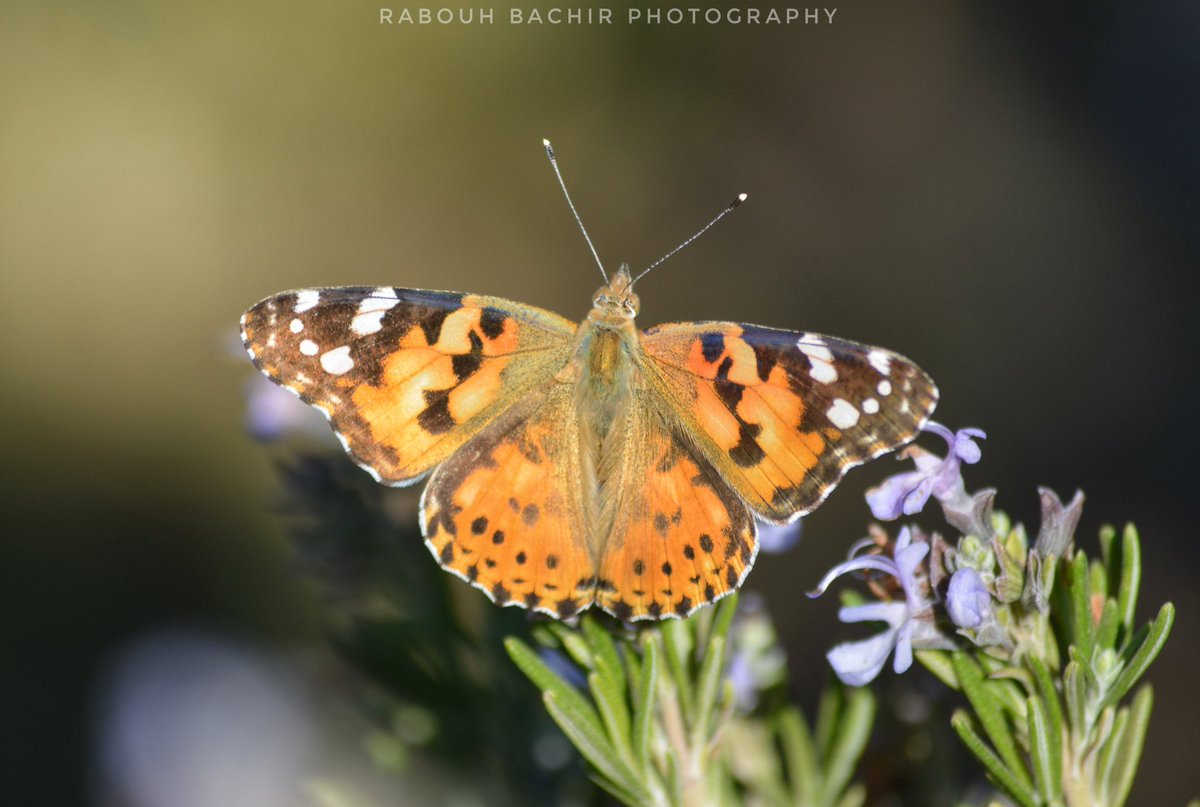bachir1988's tweet photo. - 🦋 Vanessa cardui (طاووسية السيدة الجميلة)
📆 06 October 2020 ⏱ 09:00
🗺 Djelfa
#baterfly 🤩🌺🦋
#camp #wildlife #nature #naturephotography #photography #wild #naturelovers #natgeo #nationalgeographic #photooftheday #love #algeria #captures #best #butterflies #photographers https://t.co/BaONMEacmo