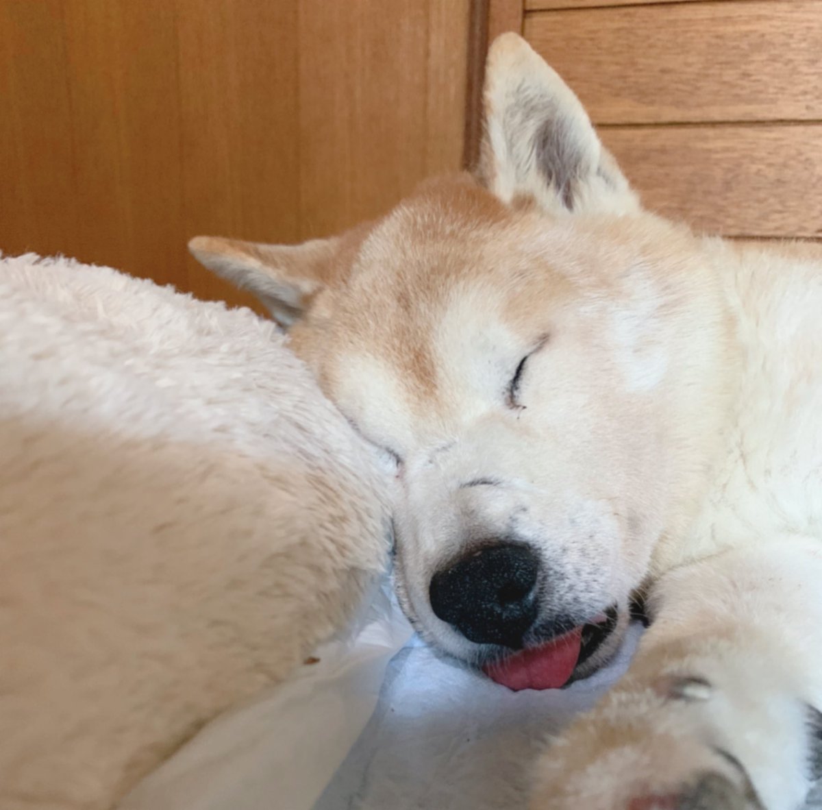 いち 今日はこのちゅ るタワーが 大活躍でした 朝から蒸しパンを少ししか口にしなかったけど 夜にこれを約2カップ食べてくれました 買い溜めしようかな 秘密結社老犬倶楽部