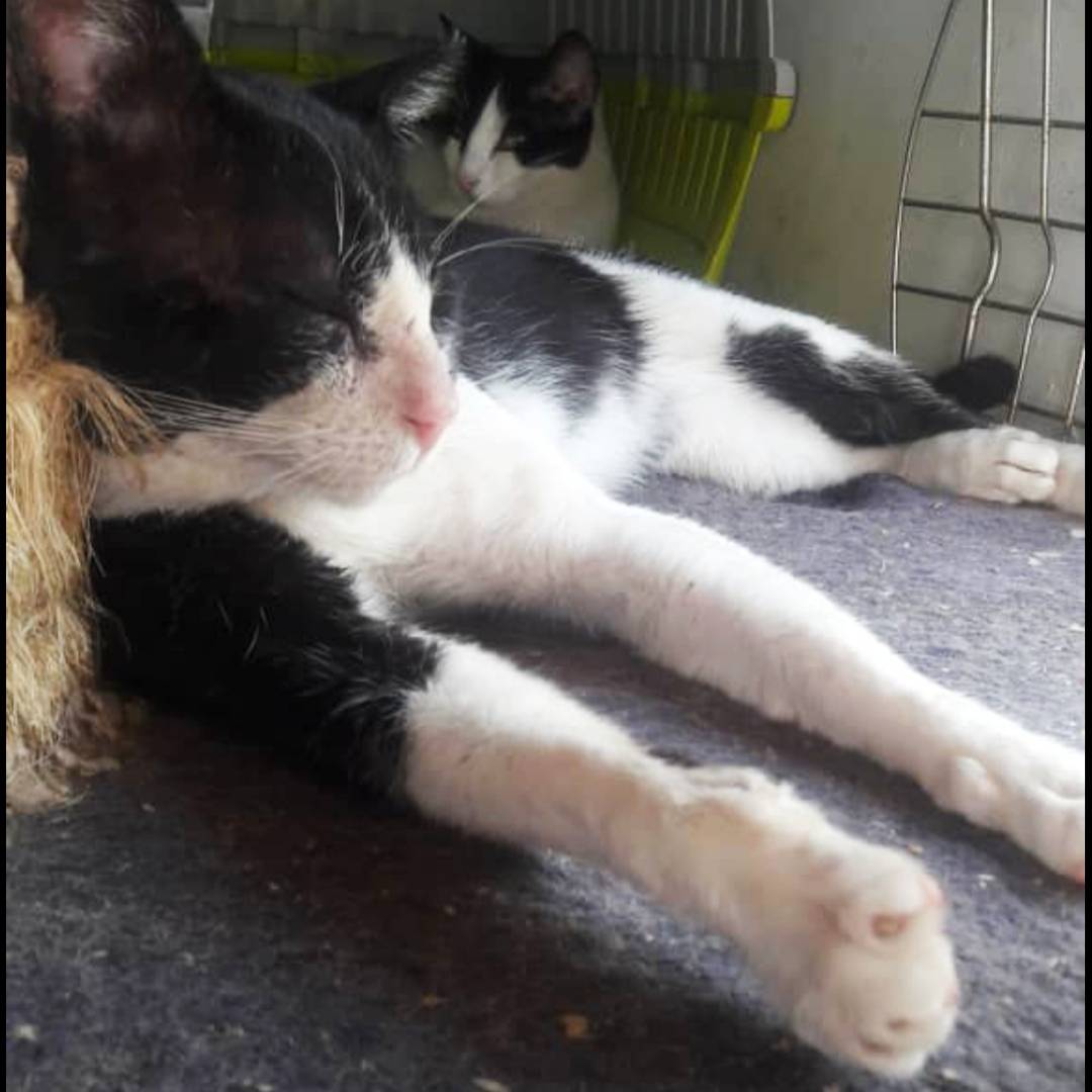 AngelesCColita's tweet photo. Nuestro gordito JULIAN pasa por aquí para compartir el ánimo de todos este miércoles 😂 ¡Feliz miércoles!

📲 04148569464/ 04242820735.
📍Caracas

#JulianAcC #AdoptaNoCompres #Adopta #Adopt https://t.co/OOxXfdoZkN