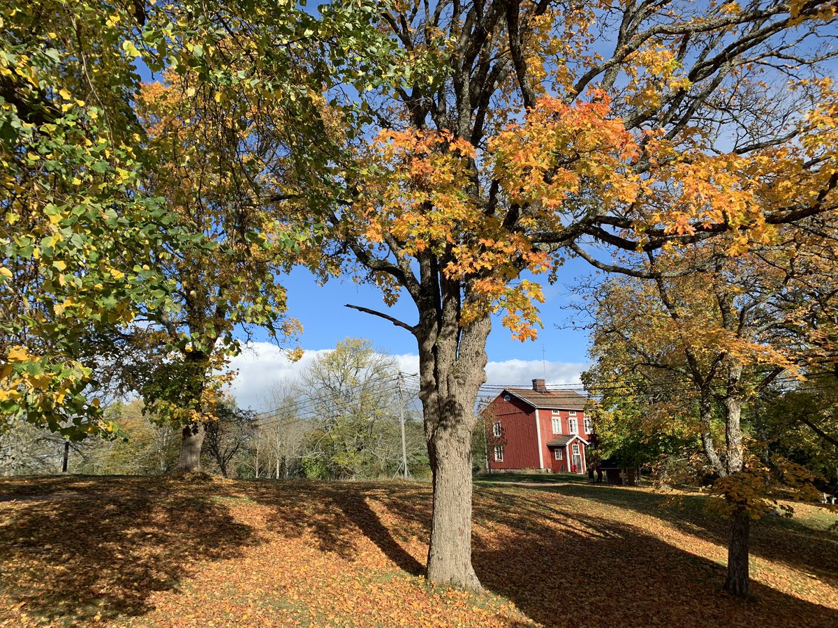 MeeliRoose's tweet photo. Good moment for a 🍂🍁🌞throwback from last week isolated #writingcamp at Seili with colleages from Estonia @unitartu and Finland @UniTurku #multidisciplinaryscience #remotecamp #humanpast #genetics #geography #linguistics https://t.co/5ohVXYh4k9
