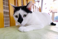Cat Cafe Wish めでるば