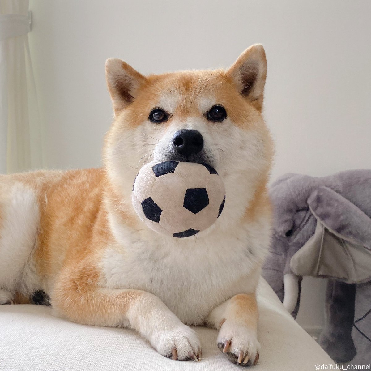 柴犬だいふく Daifuku Channel Twitter