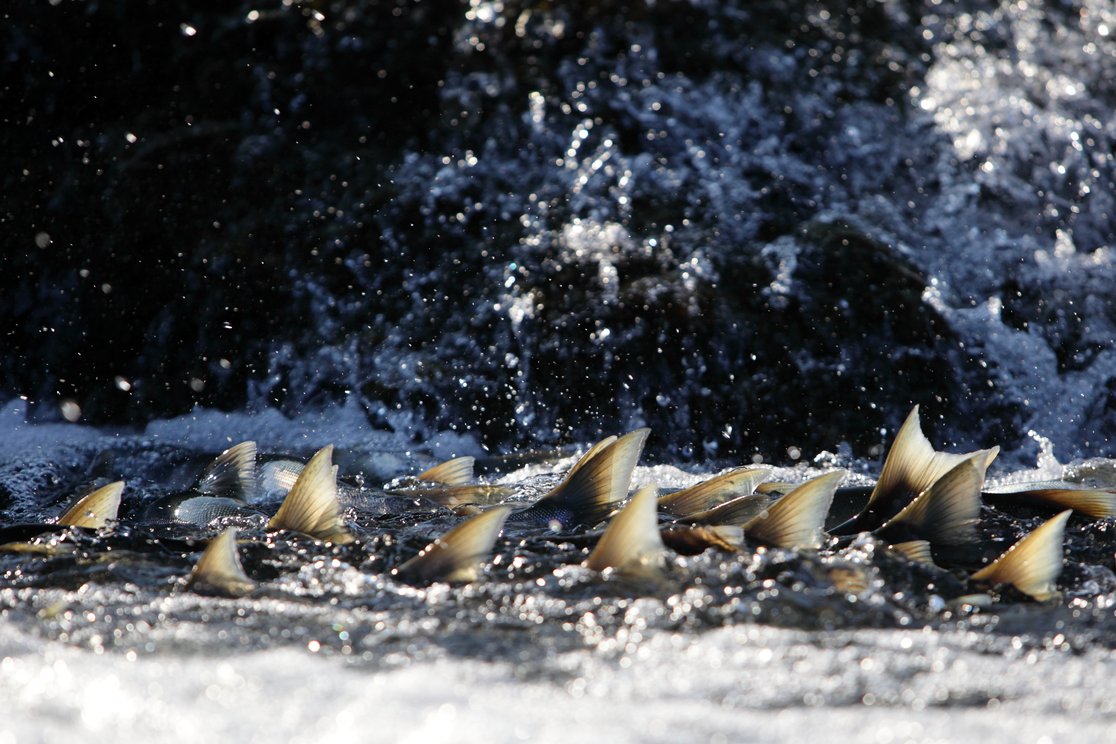 49thfresh's tweet photo. Here are three great reasons to eat fresh Alaskan salmon!  
1. Alaska has sustainable fisheries. 
2.Salmon has incredible heart health benefits. 
3.Fresh salmon is ALWAYS delicious! 
PC: @alaskaseafood
#Live49thFresh #sustainablesalmon #wildalaskanseafood #freshfish https://t.co/DtsgbKxXb8