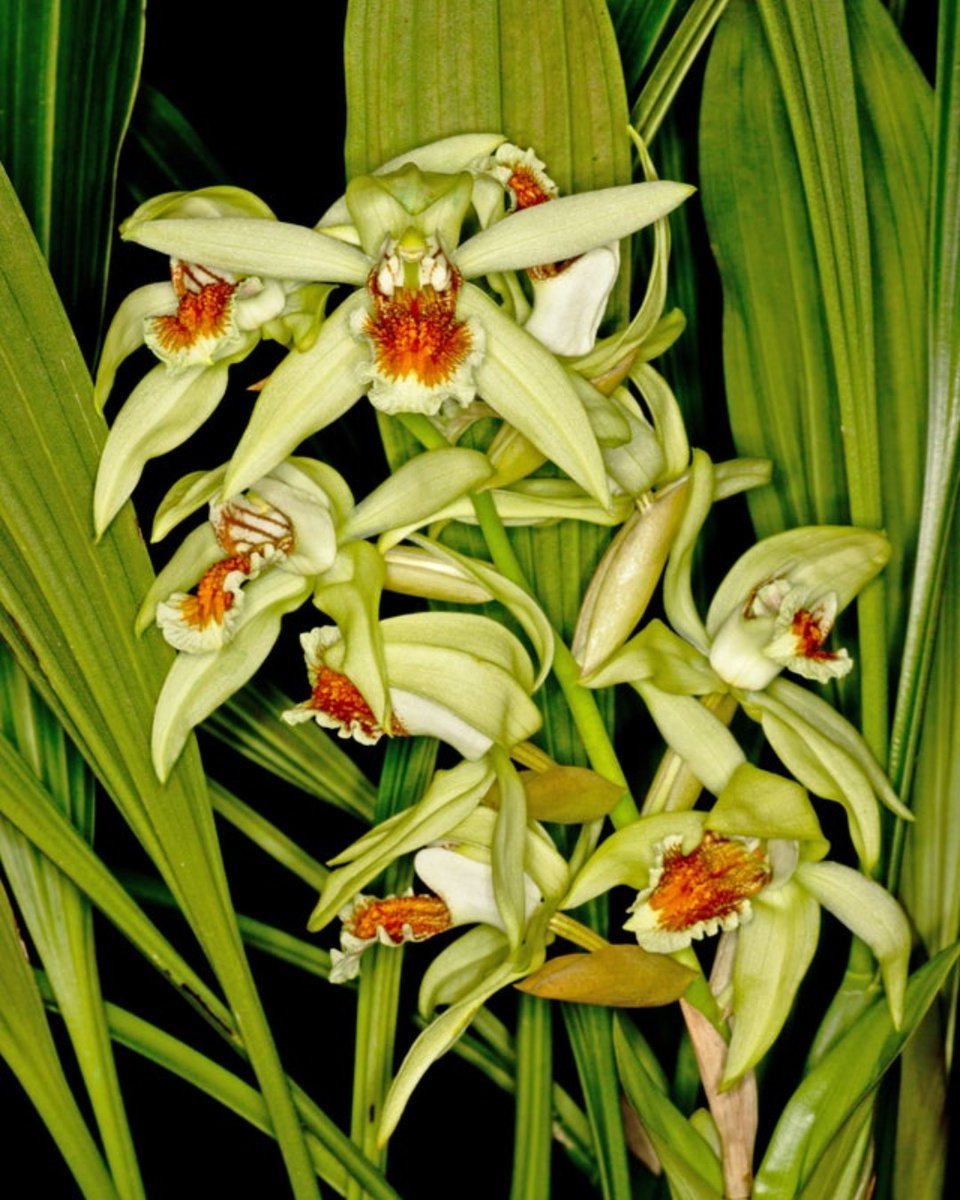 brooksideorchid's tweet photo. ✨Coelogyne asperata NFS overgrown 3" ✨
Many exciting new additions up on our site!
.
.
.
.
.
.
.
#brooksideorchids #orchids #coelogyne #gardern #gardens #plantshopping #plantshop https://t.co/eAaaz3YEoM