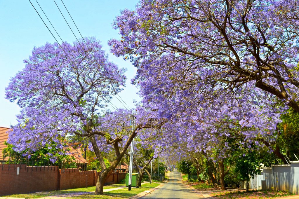 RADiscoveries's tweet photo. The Highveld has finally got drenching summer rain, seeing Pretoria turn gloriously purple as her Jacaranda trees come into bloom. #jacaranda #purple #jacarandacity #pretoria #tshwane #southafricaistravelready #trees #treesofinstagram #tree #spring #springtime https://t.co/UH3NT57Abt