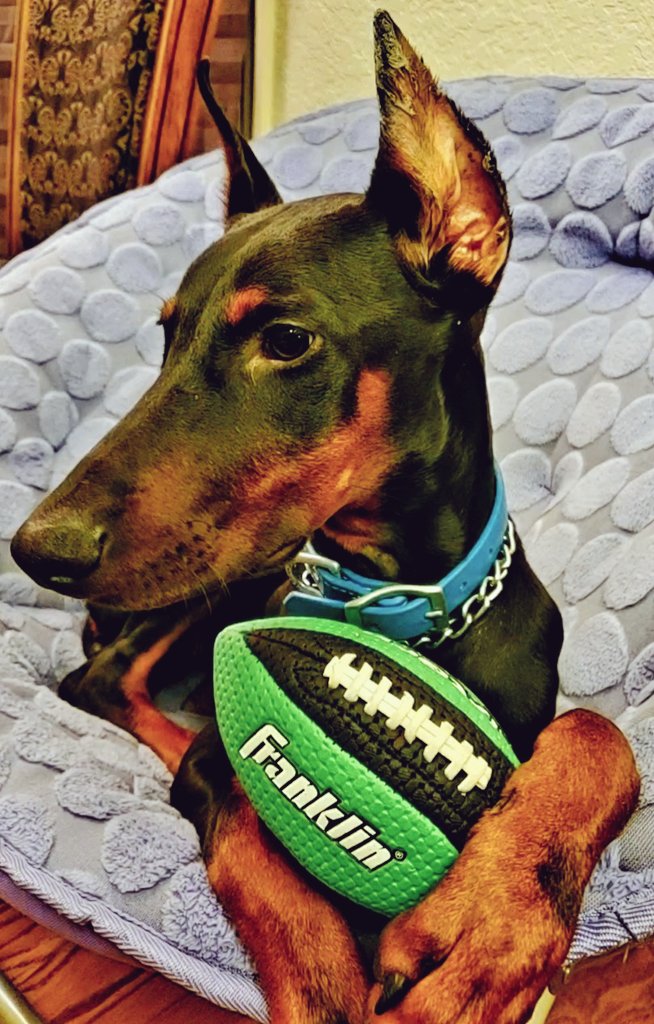 RAPtorAdventur1's tweet photo. Check out @AthenaDoberman she is gearing up for football season @FranklinSports 
Let us know if you would like a Doggy Abassador 🐕 https://t.co/SSo3G4mMBT