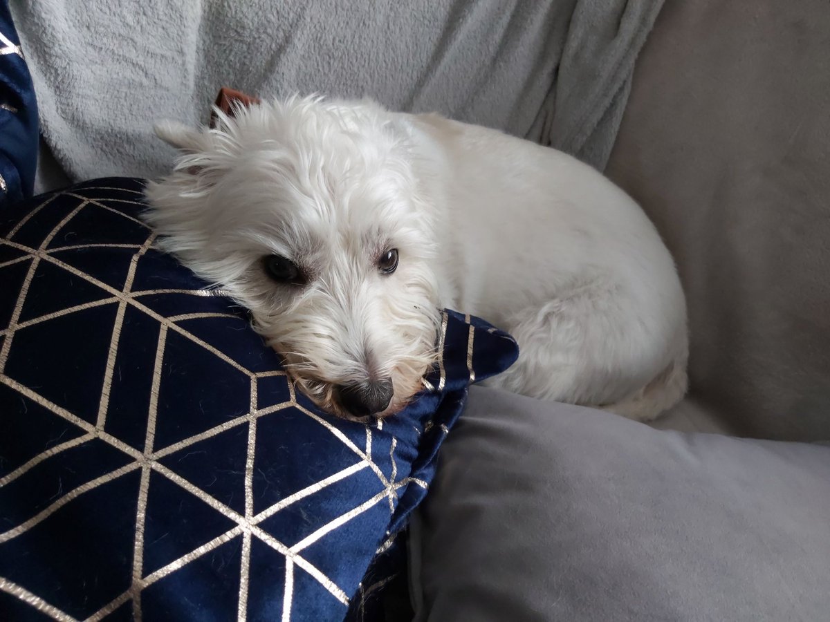 U put ur ears up #bobbithewestie