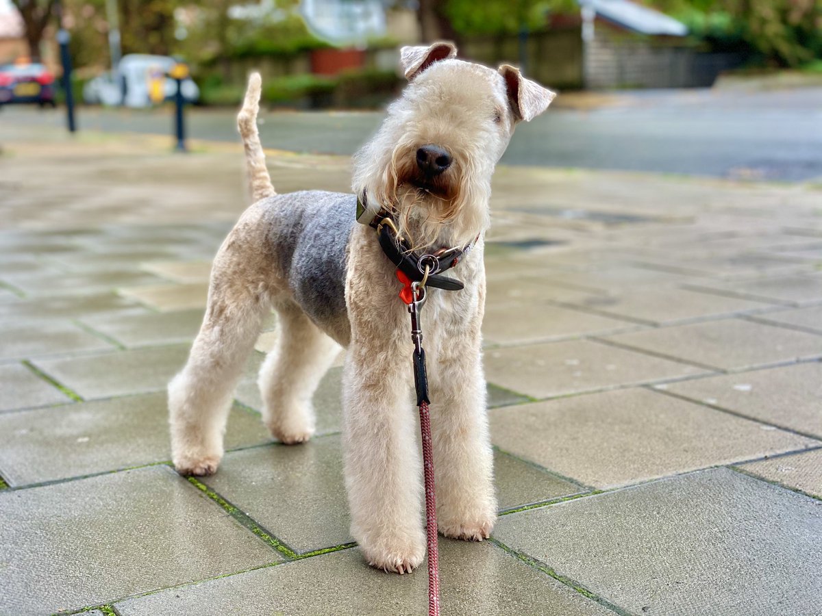 DOGSDELIGHTUK's tweet photo. Always pleasure grooming @bertie_lakeland here is Bertie after his groom looking Devine 🙃❤️ https://t.co/KjPNLL8PoW