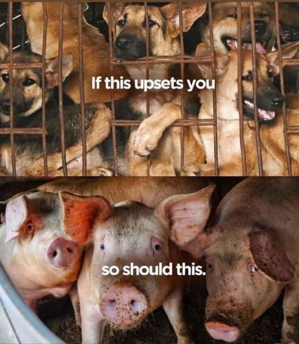 You can't say you're an Animal Lover if you get upset by the top picture but not the bottom 😔😔😔 
All animals deserve to live a happy and healthy life 💚❤ #vegan #veganfortheanimals #lovealllife #animalswanttolive #bekindtoallkind