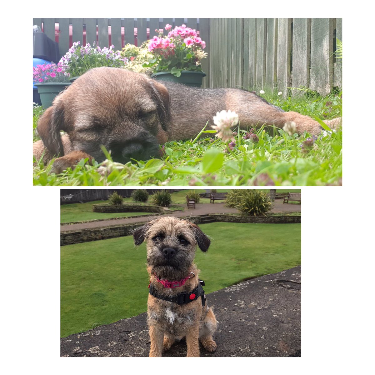 Colette Ann Connell (@silkiefairy) on Twitter photo Mum wishes she was better at tweeting and knew what she doing!! Anyway I can’t believe we’re 6 months already!! <a href="/EddieCtheBT/">Eddie Connell</a> <a href="/HaggisBT/">Sir HaggisBT</a> <a href="/TarkapupBT/">Tarka</a> @btposse
<a href="/OttaBoss/">Otta and Gypsy 🐶🐶🏴</a> <a href="/fleurrbie/">Fleur</a> Mum wishes she was better at tweeting and knew what she doing!! Anyway I can’t believe we’re 6 months already!! <a href="/EddieCtheBT/">Eddie Connell</a> <a href="/HaggisBT/">Sir HaggisBT</a> <a href="/TarkapupBT/">Tarka</a> @btposse
<a href="/OttaBoss/">Otta and Gypsy 🐶🐶🏴</a> <a href="/fleurrbie/">Fleur</a>