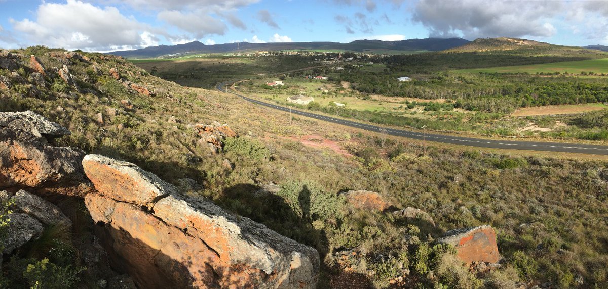 BotSocSA's tweet photo. This week's #SpringFlowerWatch takes us to visit the small community of Napier, Overberg. This beautiful village is surrounded by rolling farmland and highly biodiverse Renosterveld. Read more: https://t.co/JycAdbUM5K. #BotSocSA #AlienInvasivePlants #Conservation https://t.co/v5vewM01Z1
