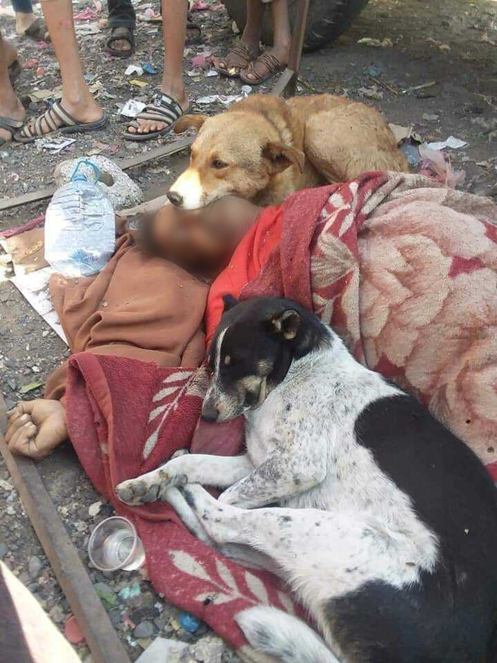 ajplusarabi's tweet photo. حزينة ومفجوعة على فراق الرجل الذي رعاها، كلاب لا ترضى مفارقة صاحبها المتوفى، جذبت انتباه المارة في محافظة إب اليمنية  💔
 إسماعيل هادي.. رجل يمني فقير، يبيت في الشارع لكنه كان يطعم هذه الكلاب ويعتني بها، منظر محزن تحسر عليه رواد التواصل الاجتماعي 😢 https://t.co/4UkazpO2cy