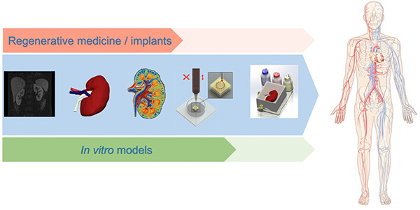 ACSChemRev's tweet photo. From our latest #Thematic '3D Printing of Biomaterials': "Bioprinting: From Tissue and Organ Development to in Vitro Models" https://t.co/dYtOUMqJyh #ACSAuthorChoice #OA https://t.co/rRhJkjxUa0