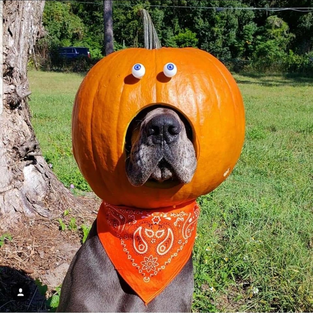 great dane pumpkin