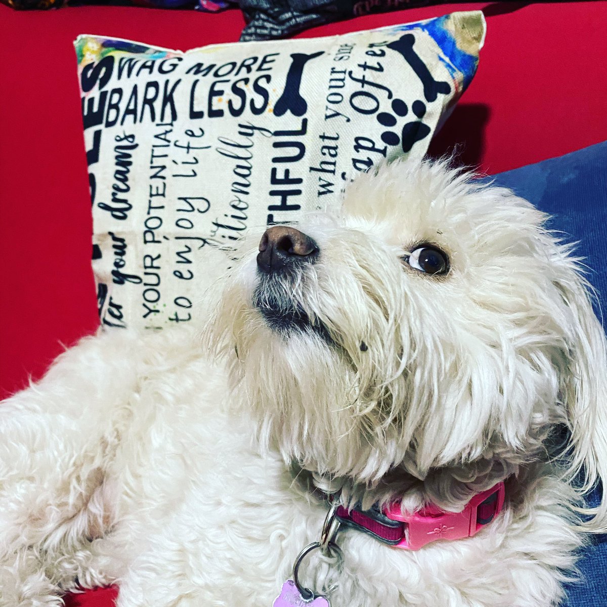 SusanaMoscatel's tweet photo. Mika - just another Hamil-Dog #barklesswagmore ๐คฃ๐ https://t.co/1Tv2nbR2gG