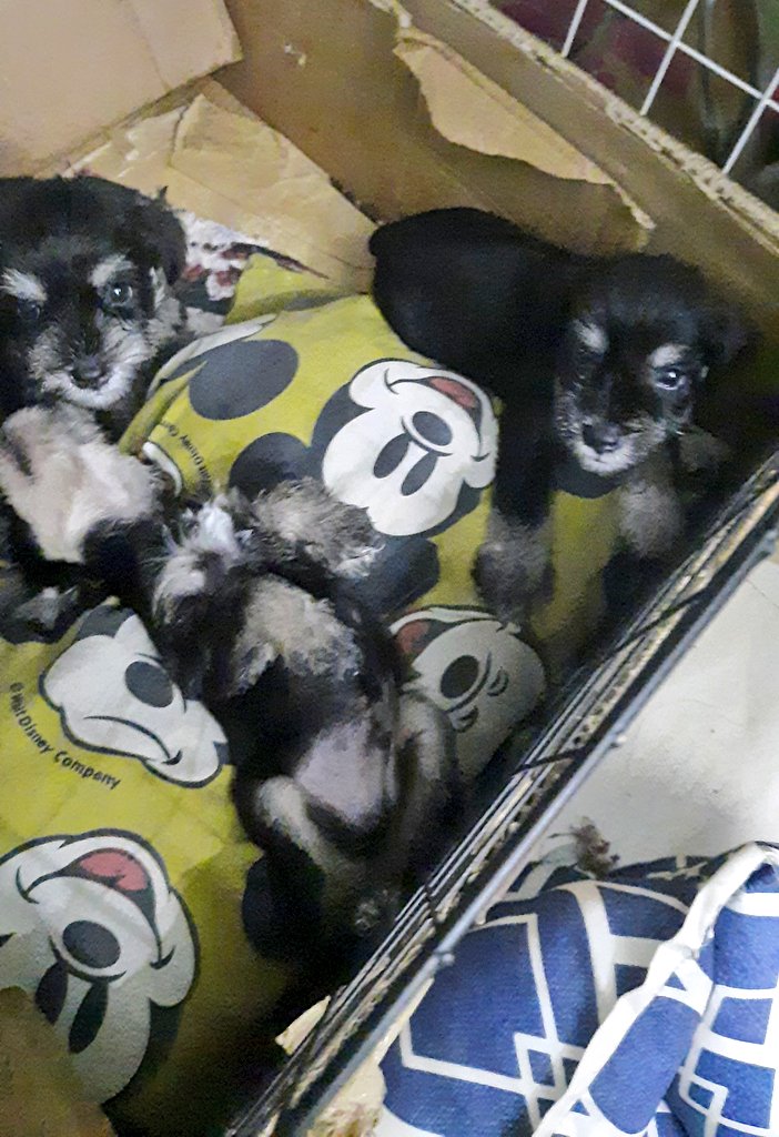 bebarts_dlad's tweet photo. moots 💕(RTs appreciated) we're still selling this babies we can't afford to take care of them they are mini schnauzers ^^ DM me for those interested https://t.co/sjM5Oh1JUb