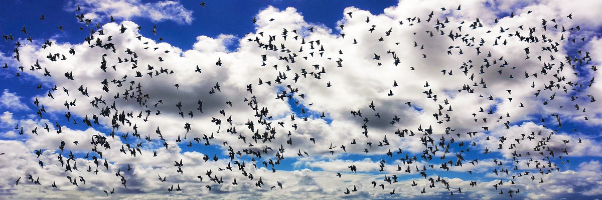 De Waddenzee is belangrijke voor veel trekvogels. Zij gebruiken drooggevallen wadplaten om flink bij te eten op hun lange reis. Maar hoe en waar zij hun voedsel vinden, weten onderzoekers niet precies. Welke bijzondere dieren heb jij gezien bij de #Afsluitdijk?