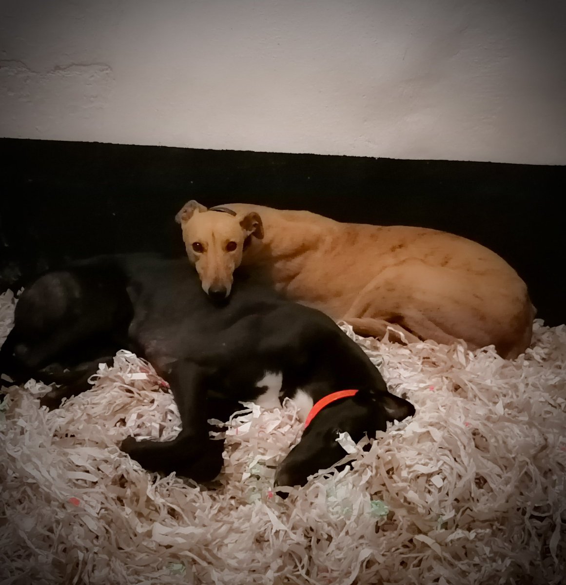 adachikennels's tweet image. Slippery Teddy &amp;amp; Sixth of Mae!🖤 #happyandcontent #happyhounds #racinggreyhounds #adachikennels