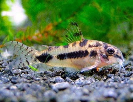 Sticks101Fish's tweet image. Going to pick up some catfish for the tank from PetSmart. Hopefully turns out well