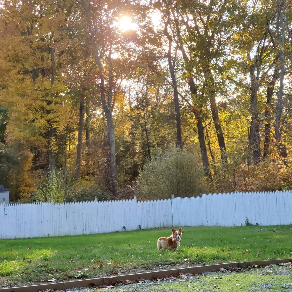 foolofapup's tweet photo. Majestic floof: foliage edition.
~
~
#corgi #longdog #lowrider #corgibutt #floof #foliage #majestic #nofilter #fallvibes #fall #doglife #goodboy #bestdog #happiness #dogoftheday #dogphotography #perrito #lindo #otoño #corgigram #corgicommunity #corgilo… https://t.co/zrSgcI3Yau https://t.co/d27nncfbte