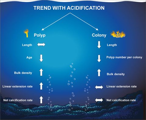 GlobalChangeBio's tweet photo. OUT NOW
Ocean acidification causes variable trait‐shifts in a coral species 
@3NuriaTeixido @ComeauSteeve @jpGattuso @FiorenzaMicheli @alice_mirasole @spalumbi @easheets @LidiaUrbini @SznDohrn @IMEV_mer @HopkinsMarine

📄https://t.co/St8zt4FGmY https://t.co/XBzENV3yWI