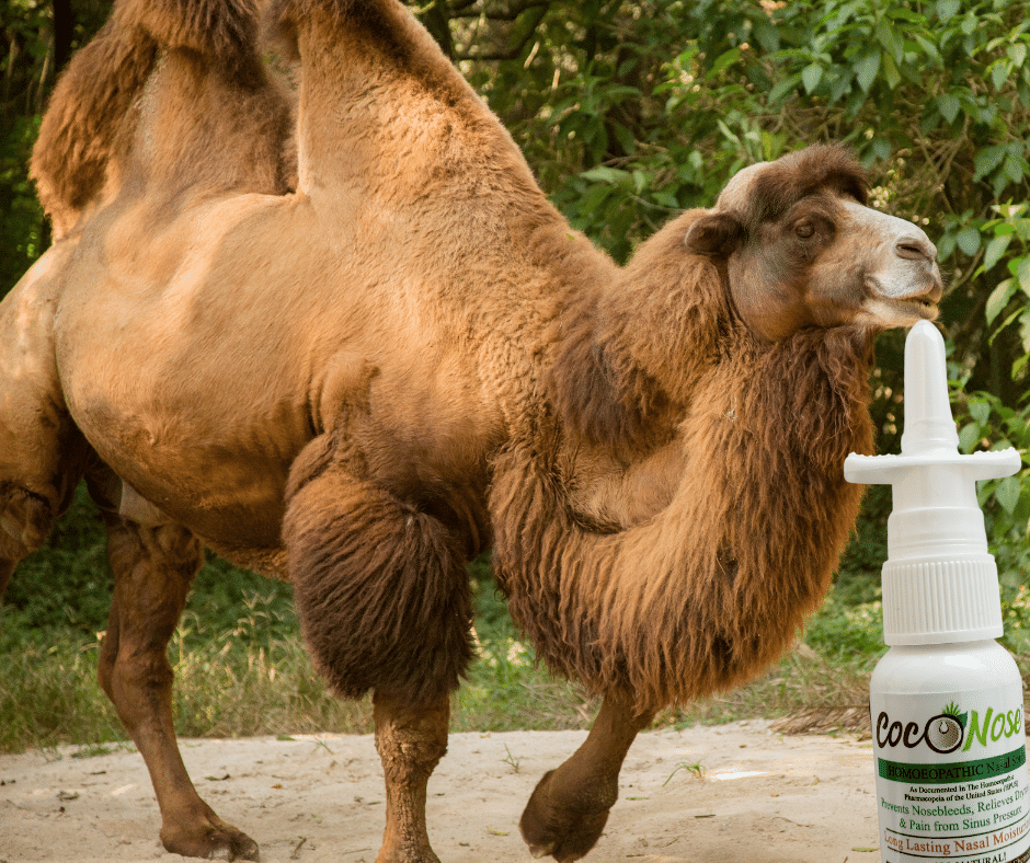 CocoNose is your dry nose solution for nasal passages of all shapes, sizes, and types. 

buff.ly/3fRWIKG

#camels #nasalpassages