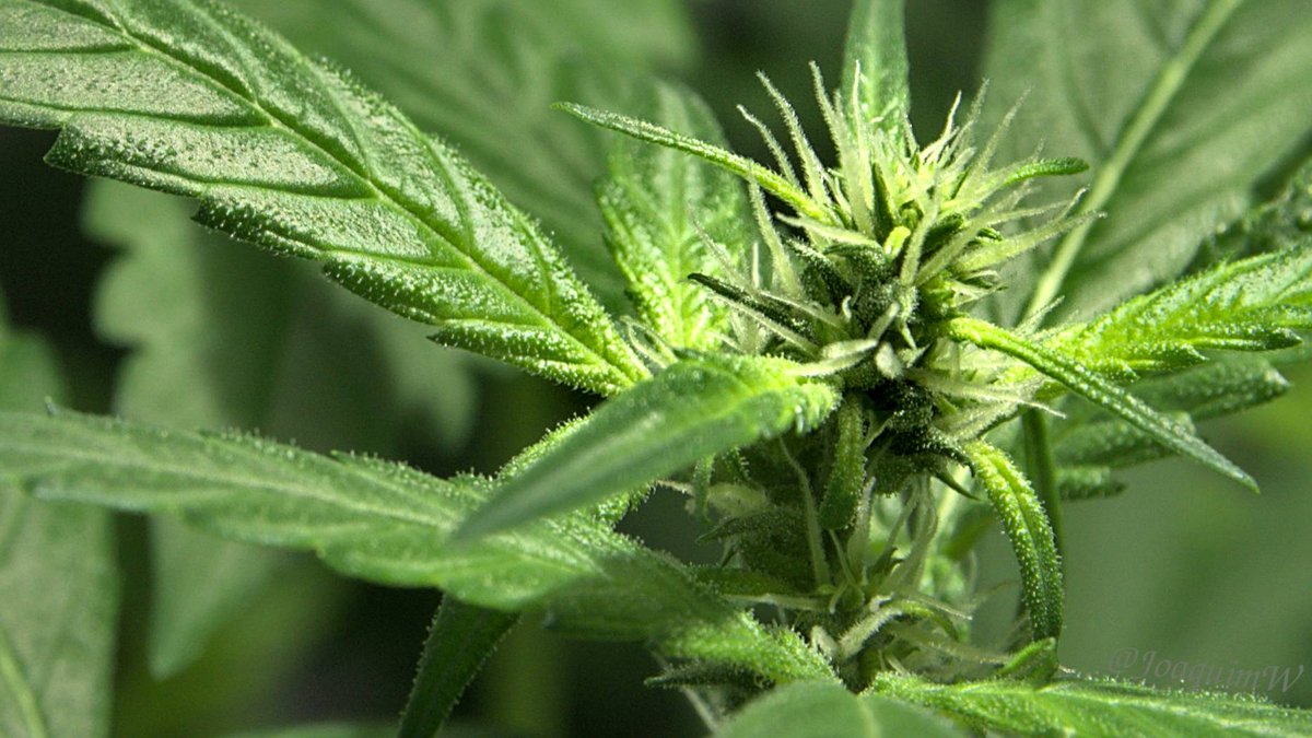 Primera vez que planto una Auto en interior. Cream Cookies de <a href="/Fast_Buds/">Fast Buds</a> empezando a florecer.

#Autocultivo #Mmemberville #FranceVerte