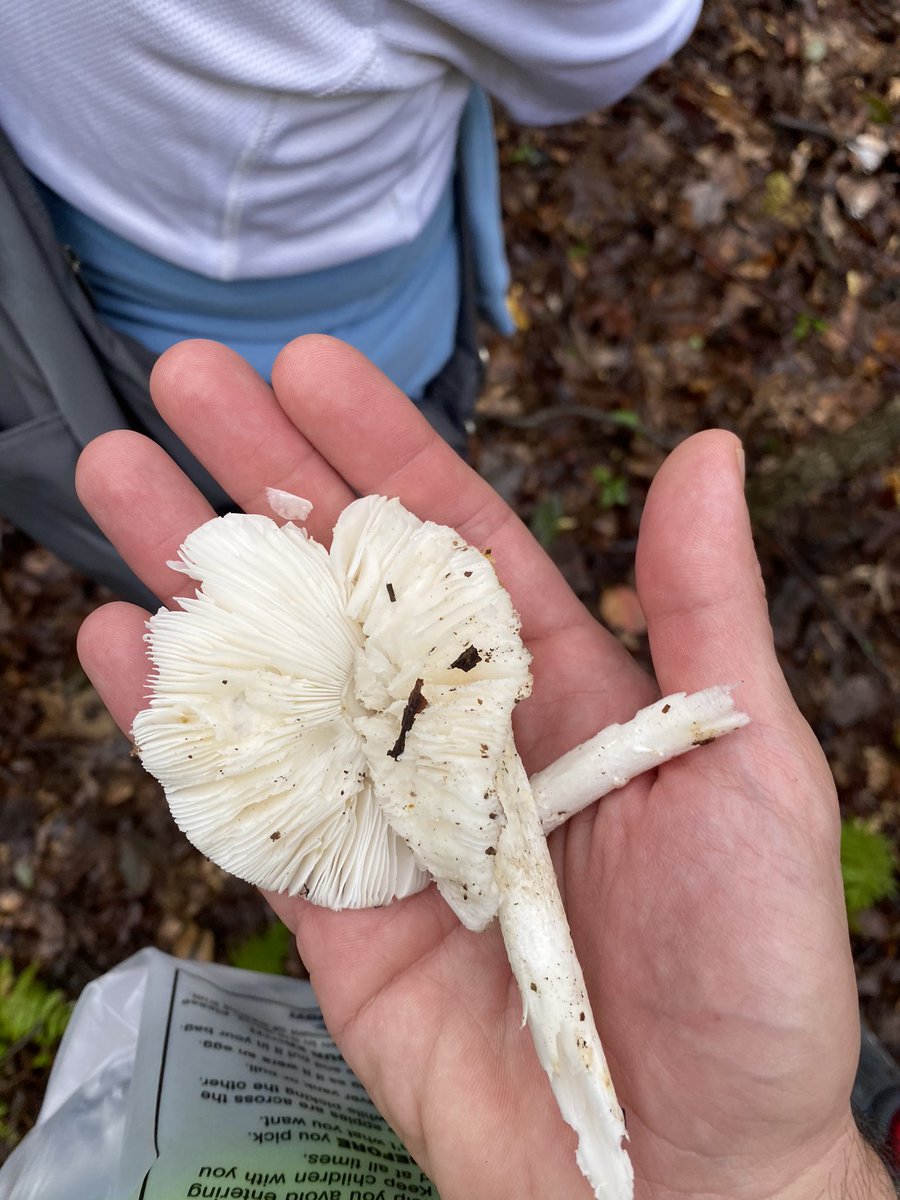 My son and I went on a hike with a trained mushroom forager.This is a crumbling Amanita phalloides, aka “death cap”.The two main toxins are phalloidin, which causes diarrhea more than 5 hours after eating, and amanitin, which can cause liver failure and death days later.1/x