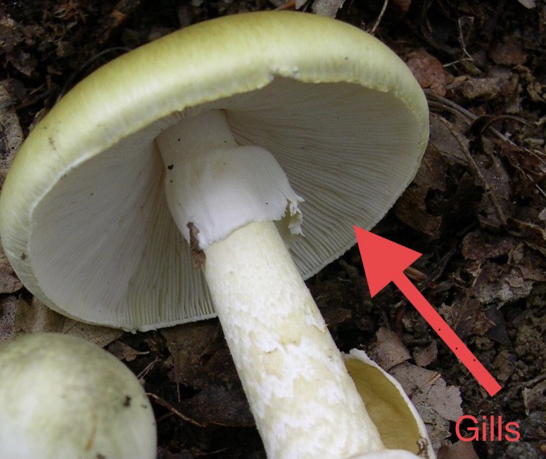 Amanitin works by interfering with RNA polymerase, which stops protein production. There aren’t great treatments.The forager said gilled mushrooms on trees are generally edible and those on the ground are usually bad, but only EAT A MUSHROOM IF YOU KNOW EXACTLY WHAT IT IS.2/x