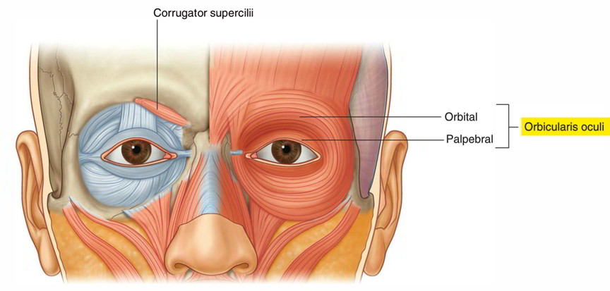 and the Orbicularis oculi muscle which helps close the eyelids.