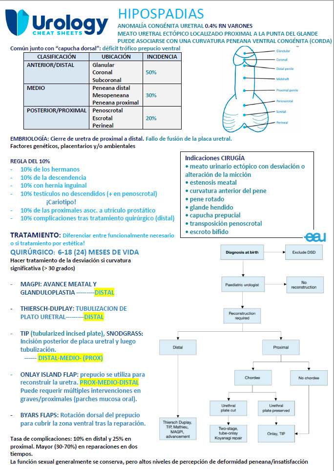 Hypospadias is characterized by an abnormal position of the urethral orifice and is considered a rare congenital malformation. Do you want to know more? See the last #UROLOGYCHEATSHEETS! I hope you find it useful. #hypospadias #paediatricurology