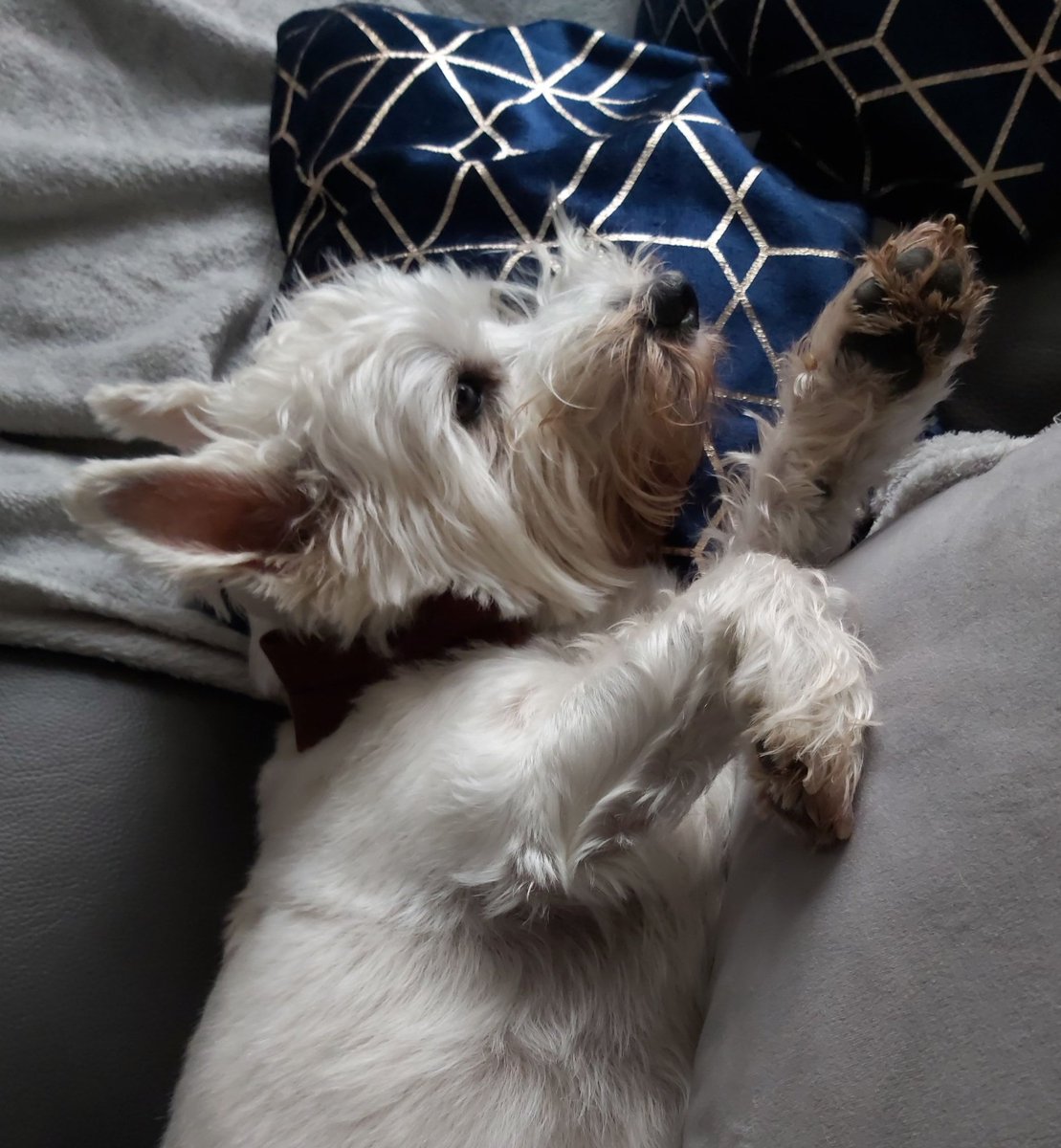 Watchin da world go by out da window #bobbithewestie