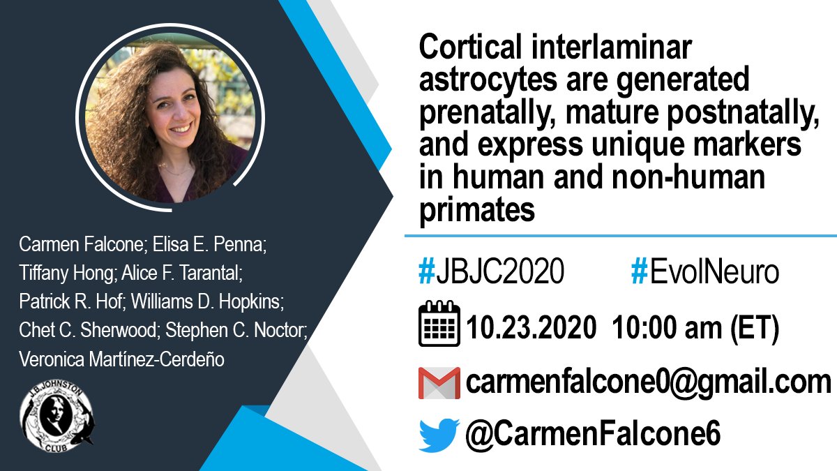 JBJohnstonClub's tweet photo. #Astrocytes are so fascinating!!! 
In #primates, interlaminar astrocytes (#ILA) are the most morphologically #complex.

Let's learn more about the new comparative results from 
@CarmenFalcone6 and team, which shed light on #cortical function and #astrogenesis. 🧠👏🏼🙌🏼

🔜#JBJC2020 https://t.co/mAVQjzuKTv