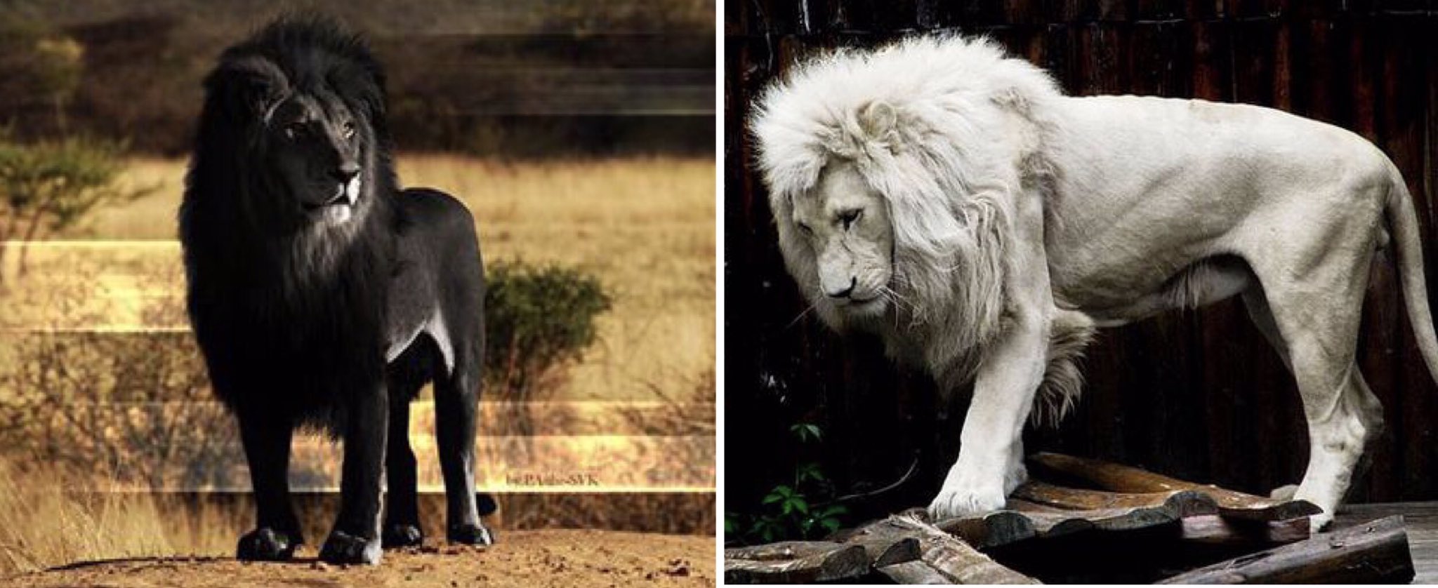 る もともとアルビノの動物とか美しすぎて大好きなんだけど 反対のメラニズムの存在を知ってしまって 無事沼に落ちてる えっカッコよすぎ泣いた 私メラニズム派かも T Co Qpgwb9rwpk Twitter る もともとアルビノの動物とか美しすぎて大好きなんだけど 反対のメラニズムの存在を知ってしまって 無事沼に落ちてる えっカッコよすぎ泣いた 私メラニズム派かも T Co Qpgwb9rwpk Twitter